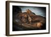 Sea Lions-null-Framed Photographic Print