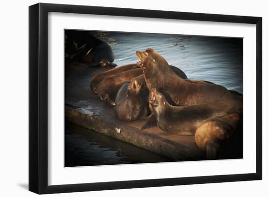 Sea Lions-null-Framed Photographic Print