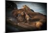 Sea Lions-null-Mounted Photographic Print