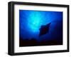 Sea Manta Burst-Charles Glover-Framed Giclee Print