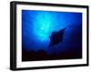 Sea Manta Burst-Charles Glover-Framed Giclee Print