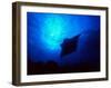 Sea Manta Burst-Charles Glover-Framed Giclee Print