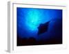 Sea Manta Burst-Charles Glover-Framed Giclee Print