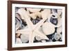 Sea Medley-John Harper-Framed Giclee Print