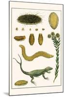 Sea Mice, Bristleworm, Whake Lice, Isopod, Lizard and Sunflower-Albertus Seba-Mounted Art Print