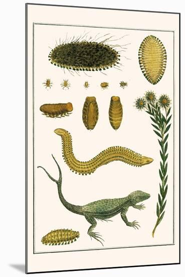 Sea Mice, Bristleworm, Whake Lice, Isopod, Lizard and Sunflower-Albertus Seba-Mounted Art Print