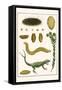 Sea Mice, Bristleworm, Whake Lice, Isopod, Lizard and Sunflower-Albertus Seba-Framed Stretched Canvas