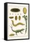 Sea Mice, Bristleworm, Whake Lice, Isopod, Lizard and Sunflower-Albertus Seba-Framed Stretched Canvas