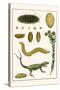 Sea Mice, Bristleworm, Whake Lice, Isopod, Lizard and Sunflower-Albertus Seba-Stretched Canvas