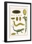 Sea Mice, Bristleworm, Whake Lice, Isopod, Lizard and Sunflower-Albertus Seba-Framed Art Print