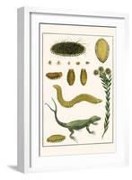 Sea Mice, Bristleworm, Whake Lice, Isopod, Lizard and Sunflower-Albertus Seba-Framed Art Print