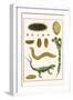 Sea Mice, Bristleworm, Whake Lice, Isopod, Lizard and Sunflower-Albertus Seba-Framed Art Print