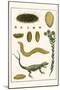 Sea Mice, Bristleworm, Whake Lice, Isopod, Lizard and Sunflower-Albertus Seba-Mounted Art Print