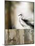 Sea Mist & the Egret-J^P^ Prior-Mounted Giclee Print