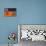 Sea Monkey-Beatnik (Graeme Mckim)-Stretched Canvas displayed on a wall
