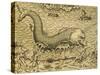 Sea Monster, Engraving from Universal Cosmology-Andre Thevet-Stretched Canvas