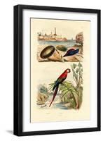 Sea Mouse, 1833-39-null-Framed Giclee Print