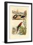 Sea Mouse, 1833-39-null-Framed Giclee Print