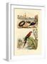 Sea Mouse, 1833-39-null-Framed Giclee Print