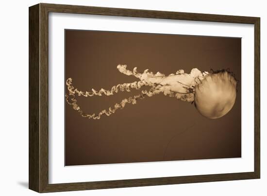 Sea Nettle I-Erin Berzel-Framed Photographic Print