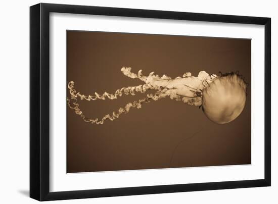 Sea Nettle I-Erin Berzel-Framed Photographic Print