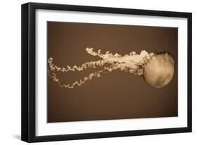 Sea Nettle I-Erin Berzel-Framed Photographic Print