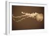 Sea Nettle I-Erin Berzel-Framed Photographic Print