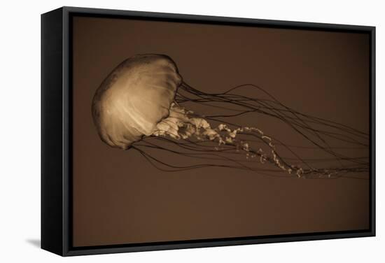 Sea Nettle II-Erin Berzel-Framed Stretched Canvas