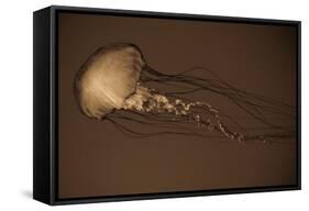 Sea Nettle II-Erin Berzel-Framed Stretched Canvas