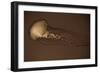 Sea Nettle II-Erin Berzel-Framed Photographic Print