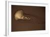 Sea Nettle II-Erin Berzel-Framed Photographic Print