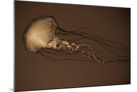 Sea Nettle II-Erin Berzel-Mounted Photographic Print