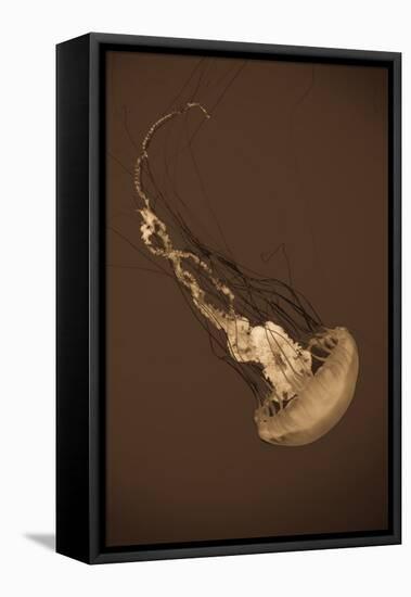 Sea Nettle III-Erin Berzel-Framed Stretched Canvas