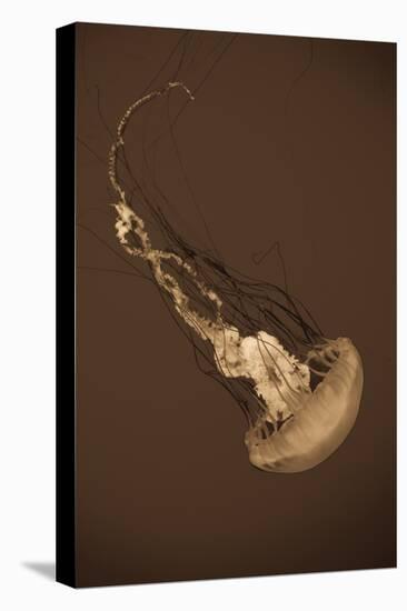 Sea Nettle III-Erin Berzel-Stretched Canvas