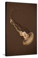 Sea Nettle III-Erin Berzel-Stretched Canvas