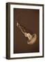 Sea Nettle III-Erin Berzel-Framed Photographic Print