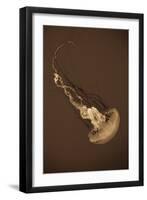 Sea Nettle III-Erin Berzel-Framed Photographic Print
