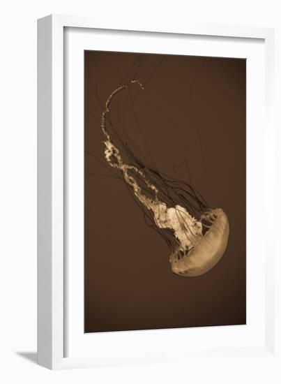 Sea Nettle III-Erin Berzel-Framed Photographic Print