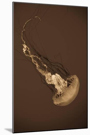 Sea Nettle III-Erin Berzel-Mounted Photographic Print