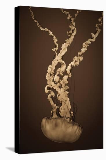 Sea Nettle IV-Erin Berzel-Stretched Canvas