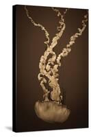 Sea Nettle IV-Erin Berzel-Stretched Canvas