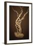 Sea Nettle IV-Erin Berzel-Framed Photographic Print