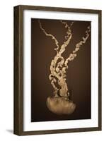 Sea Nettle IV-Erin Berzel-Framed Photographic Print