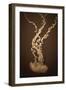 Sea Nettle IV-Erin Berzel-Framed Photographic Print