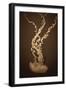 Sea Nettle IV-Erin Berzel-Framed Photographic Print