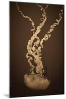 Sea Nettle IV-Erin Berzel-Mounted Photographic Print