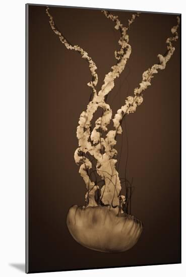 Sea Nettle IV-Erin Berzel-Mounted Photographic Print
