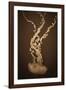 Sea Nettle IV-Erin Berzel-Framed Photographic Print