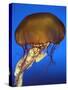 Sea Nettle Jellyfish-null-Stretched Canvas