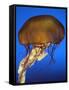 Sea Nettle Jellyfish-null-Framed Stretched Canvas